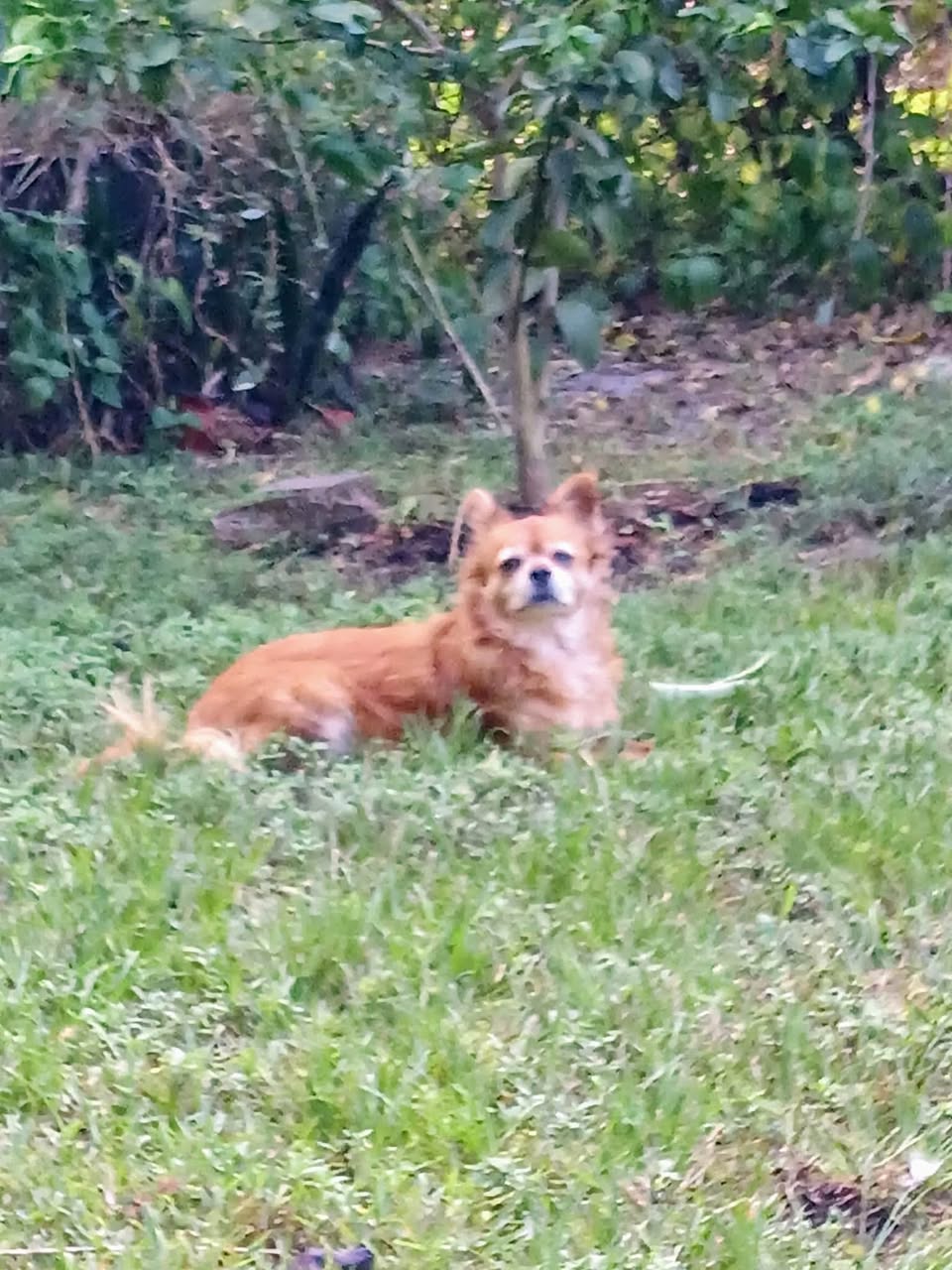Dog reported missing in Hialeah, FL