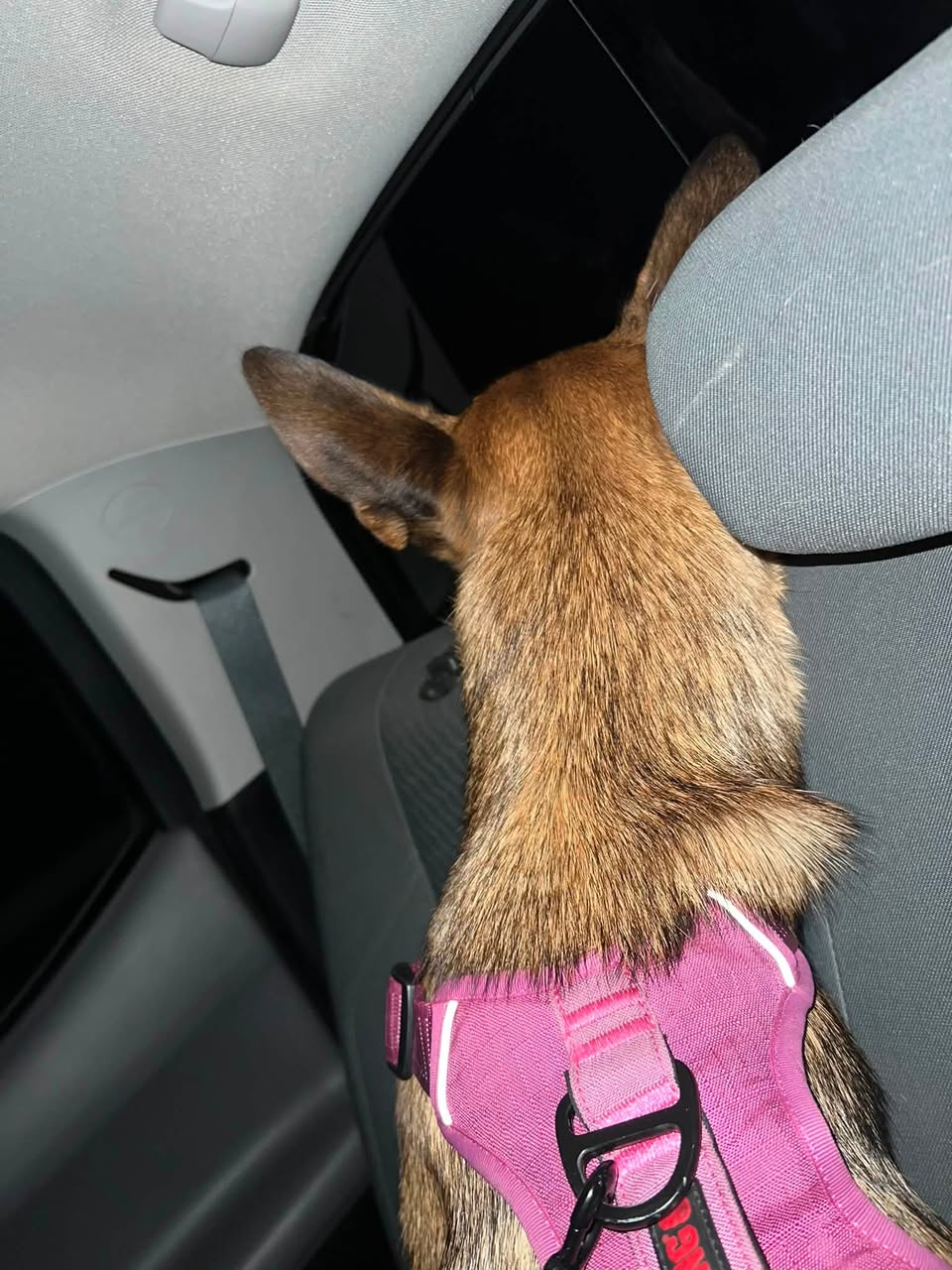 Dog reported found or sighted in Henderson, NV