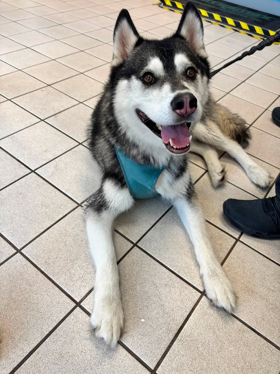 Dog reported missing in Long Beach, CA
