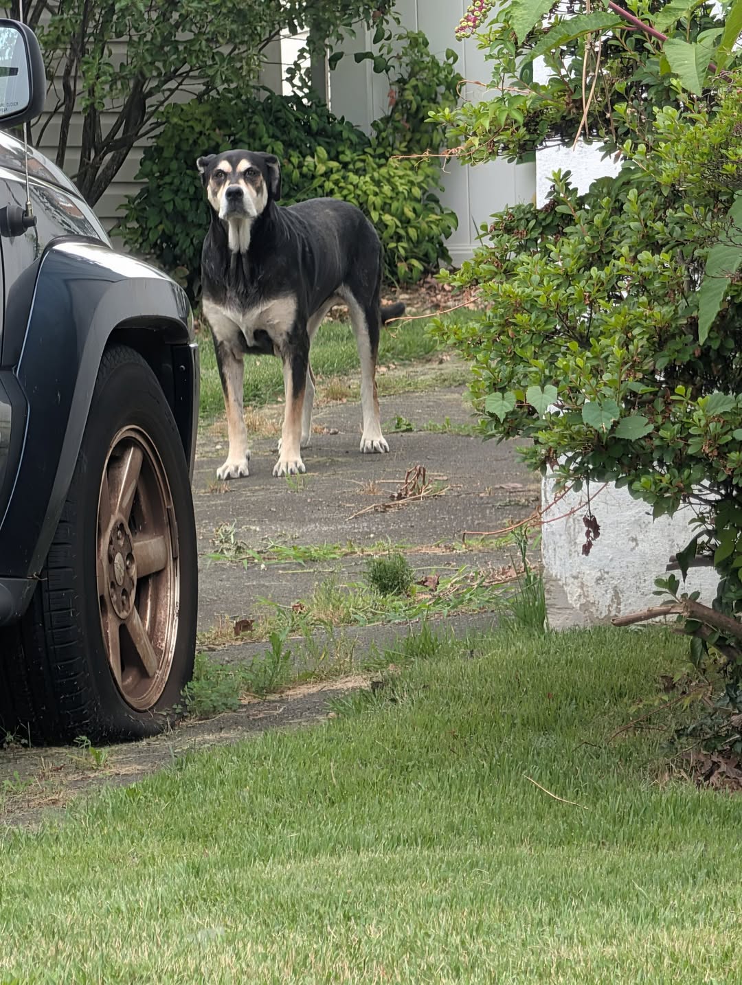 Dog reported missing in Baltimore, MD
