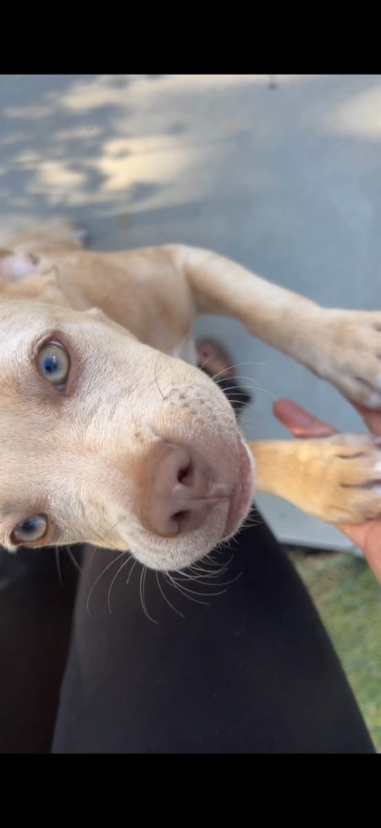 Dog reported missing in Santa Ana, CA