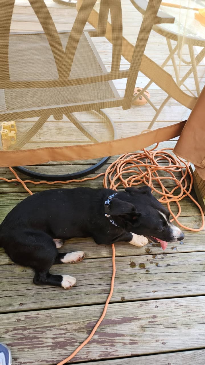 Dog reported missing in Lexington, KY