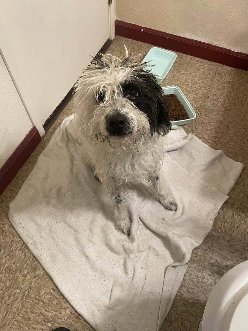 Dog reported missing in North Las Vegas, NV
