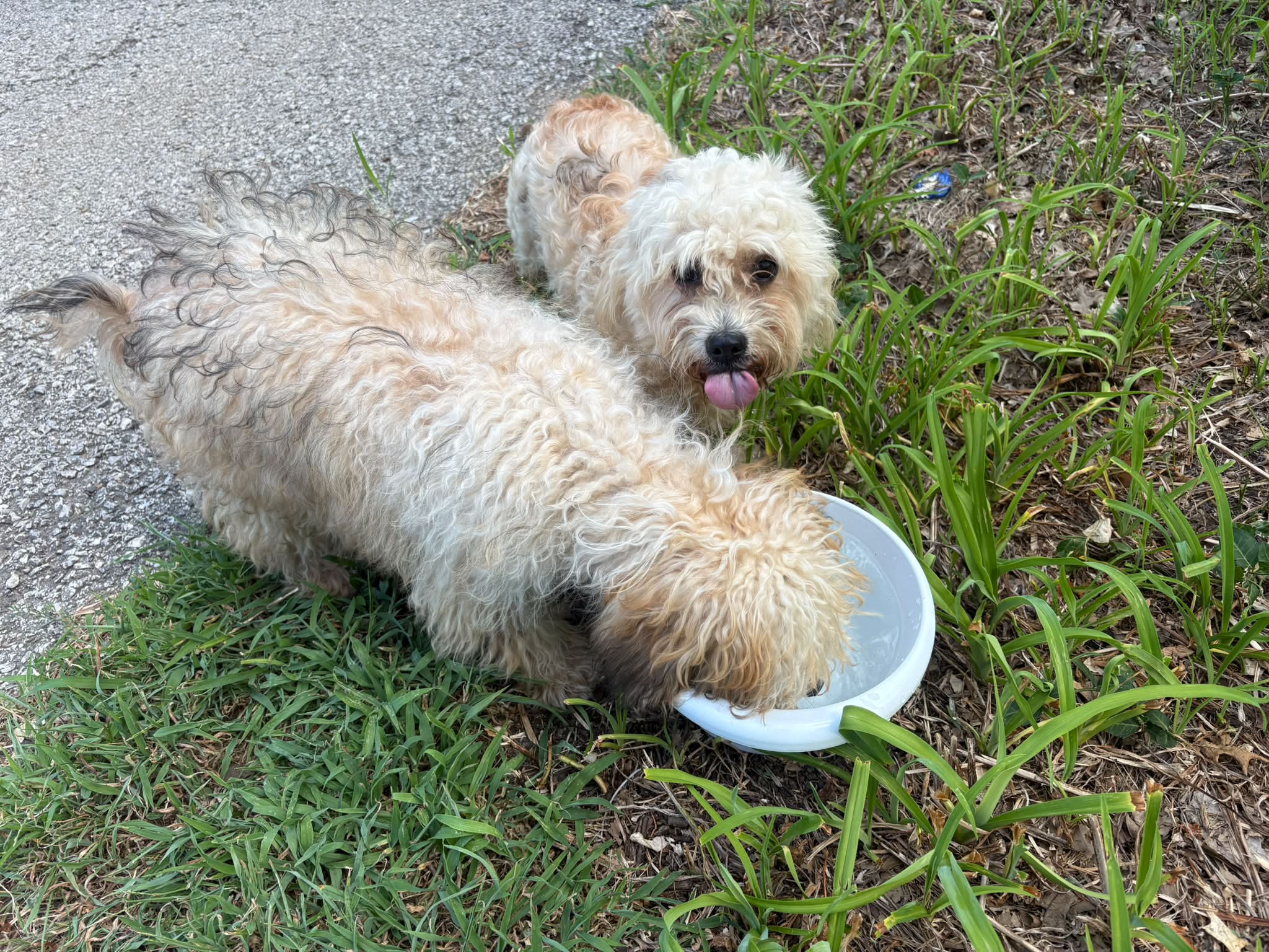 Dog reported found or sighted in Kansas City, MO
