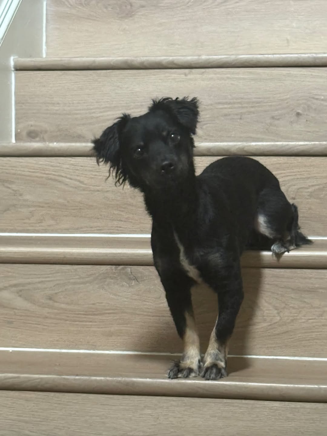 Dog reported missing in Austin, TX