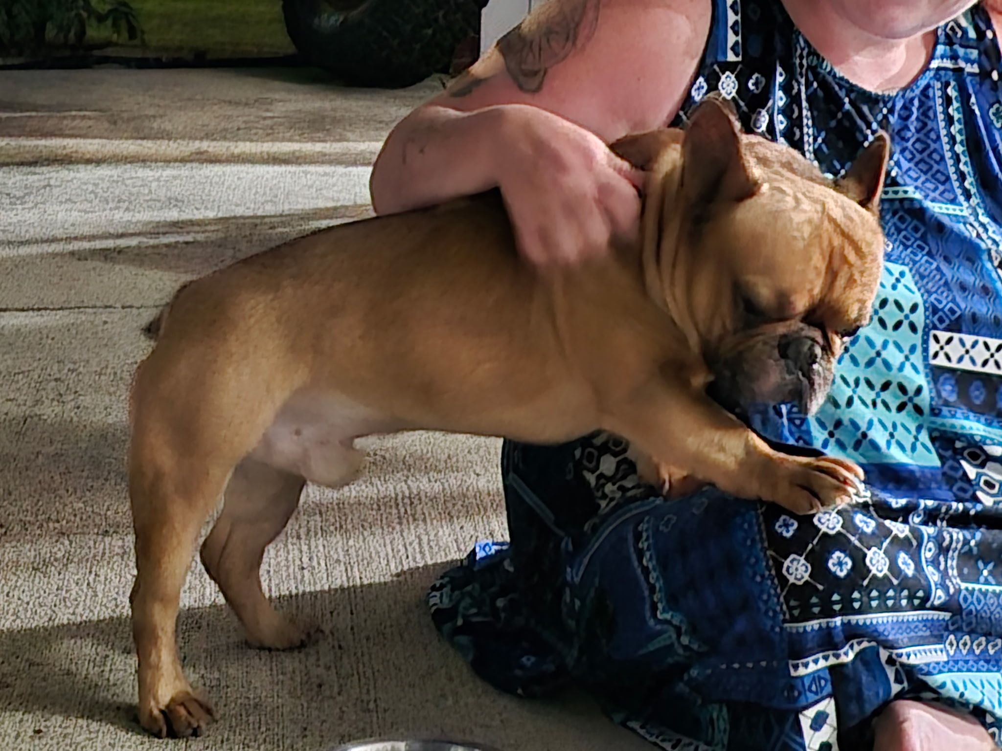 Dog reported found or sighted in Indianapolis, IN