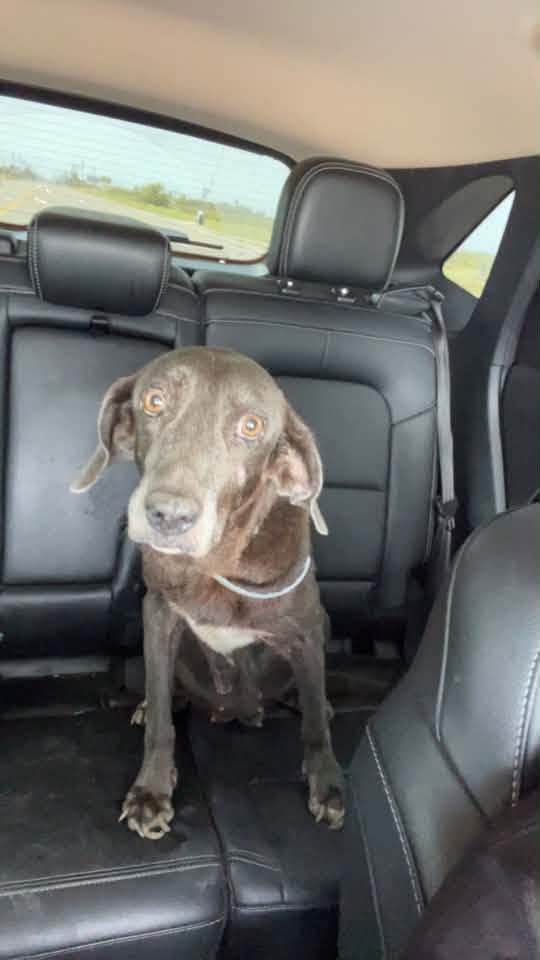 Dog reported found or sighted in Corpus Christi, TX