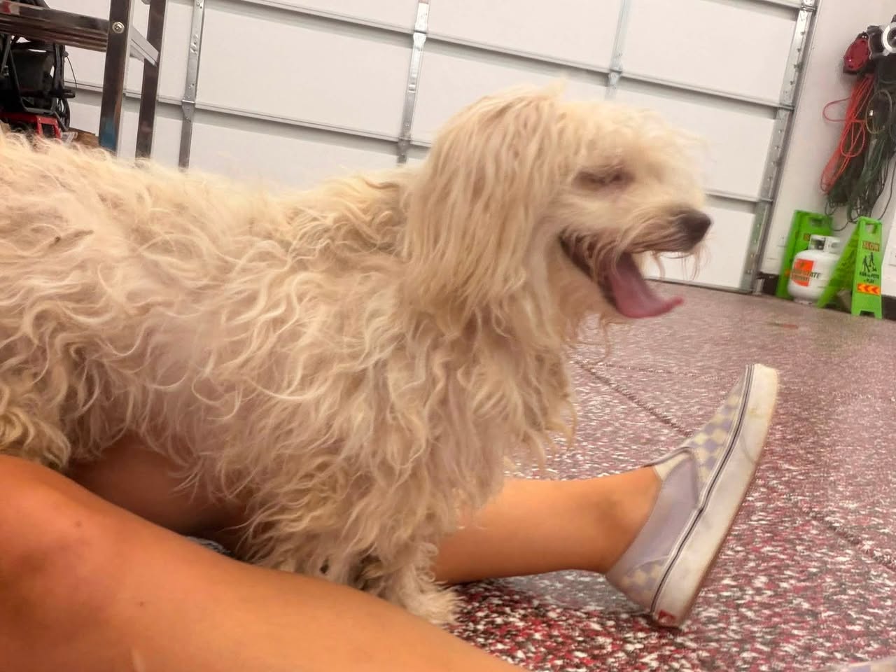 Dog reported found or sighted in Gilbert, AZ