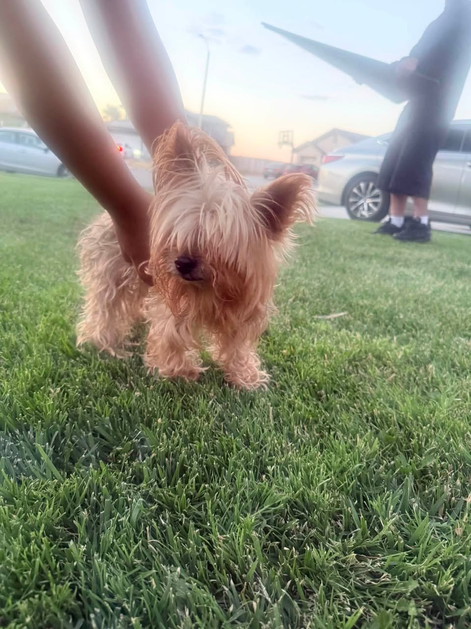 Dog reported found or sighted in Fremont, CA