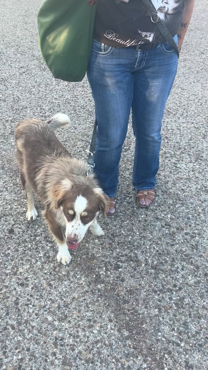 Dog reported found or sighted in Lubbock, TX