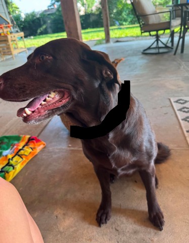 Dog reported found or sighted in Omaha, NE