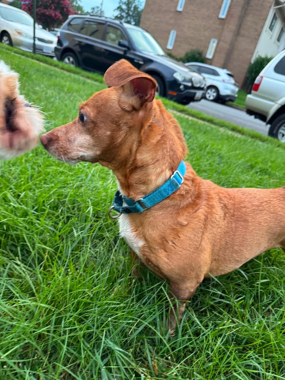 Dog reported found or sighted in Chesapeake, VA
