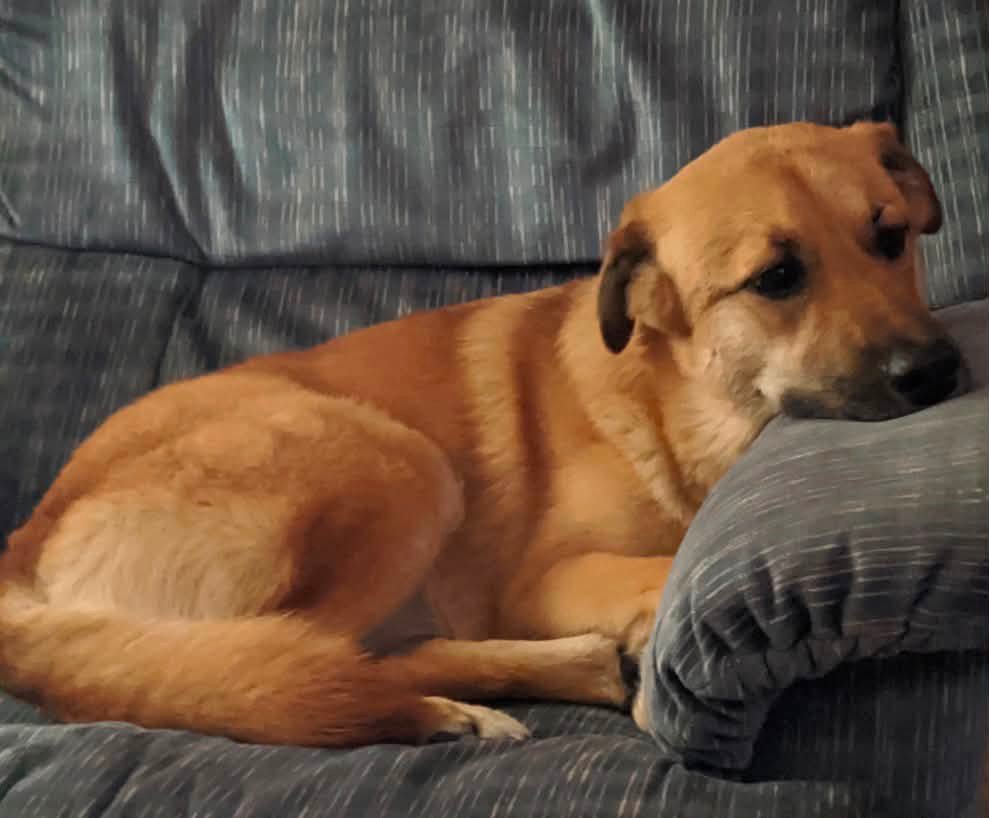 Daisy reported missing in Baton Rouge, LA