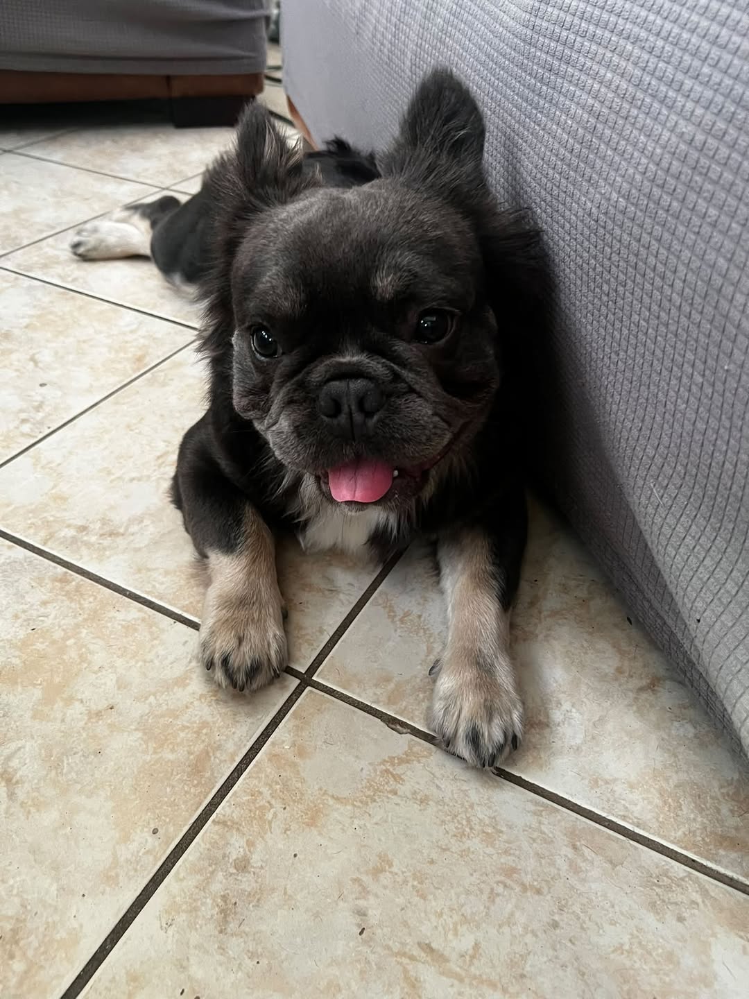 Dog reported missing in Henderson, NV
