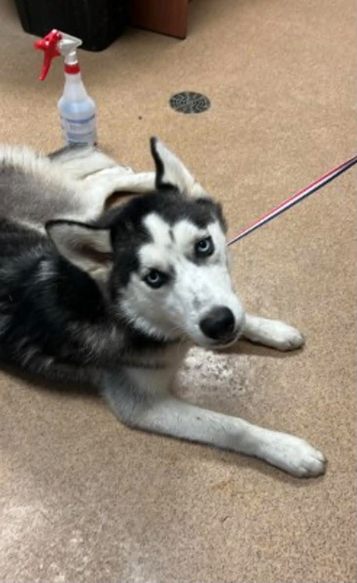 Dog reported missing in Arlington, TX