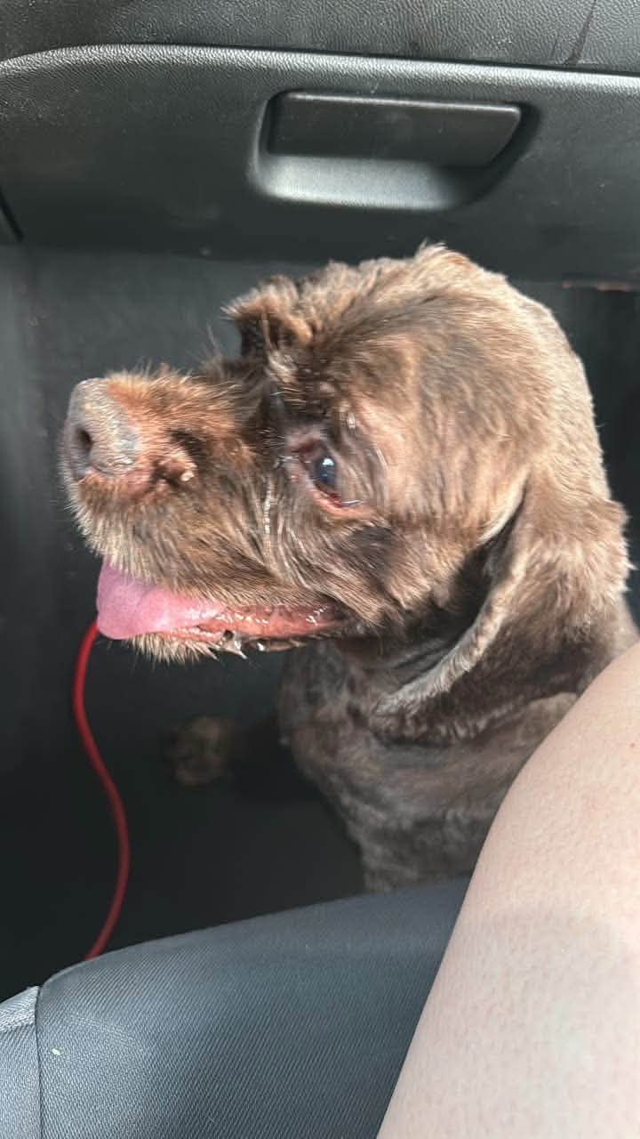 Dog reported found or sighted in Oklahoma City, OK
