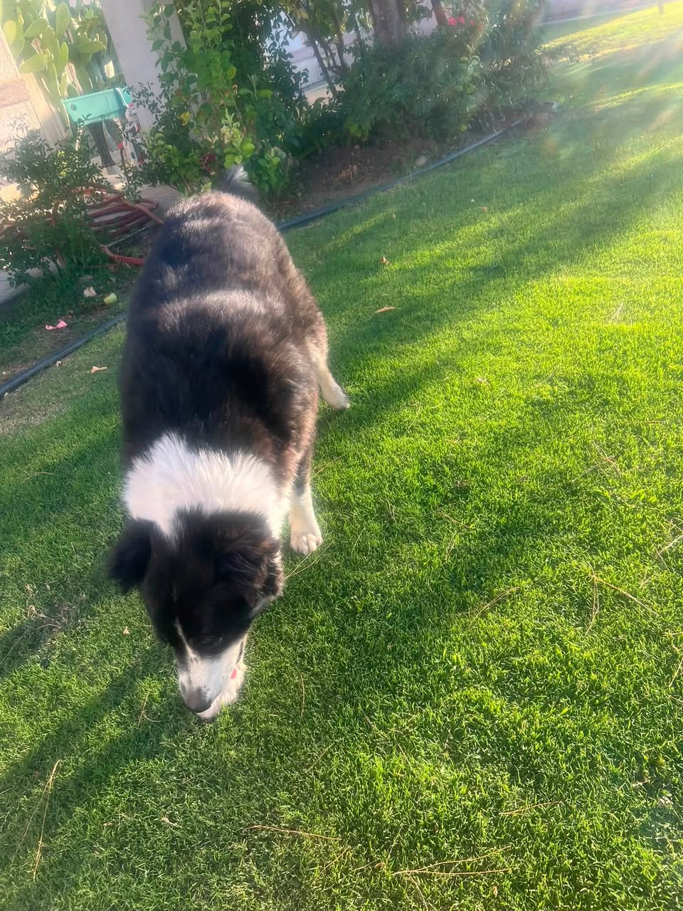 Dog reported found or sighted in Bakersfield, CA