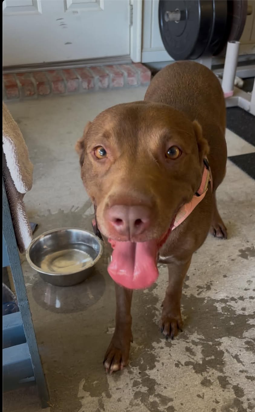 Dog reported missing in Baton Rouge, LA