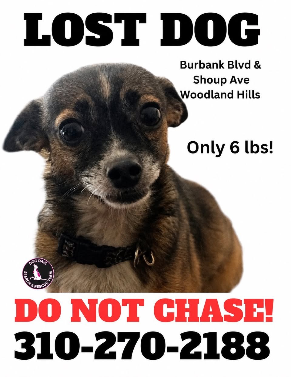 Dog reported missing in Anaheim, CA