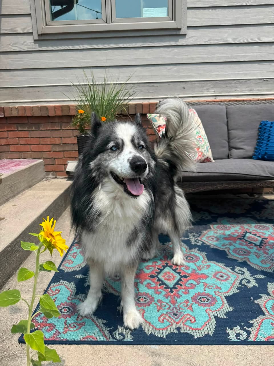 Dog reported found or sighted in Toledo, OH