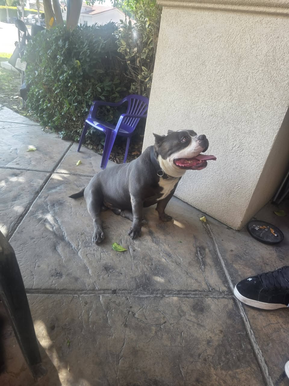 Dog reported missing in Bakersfield, CA