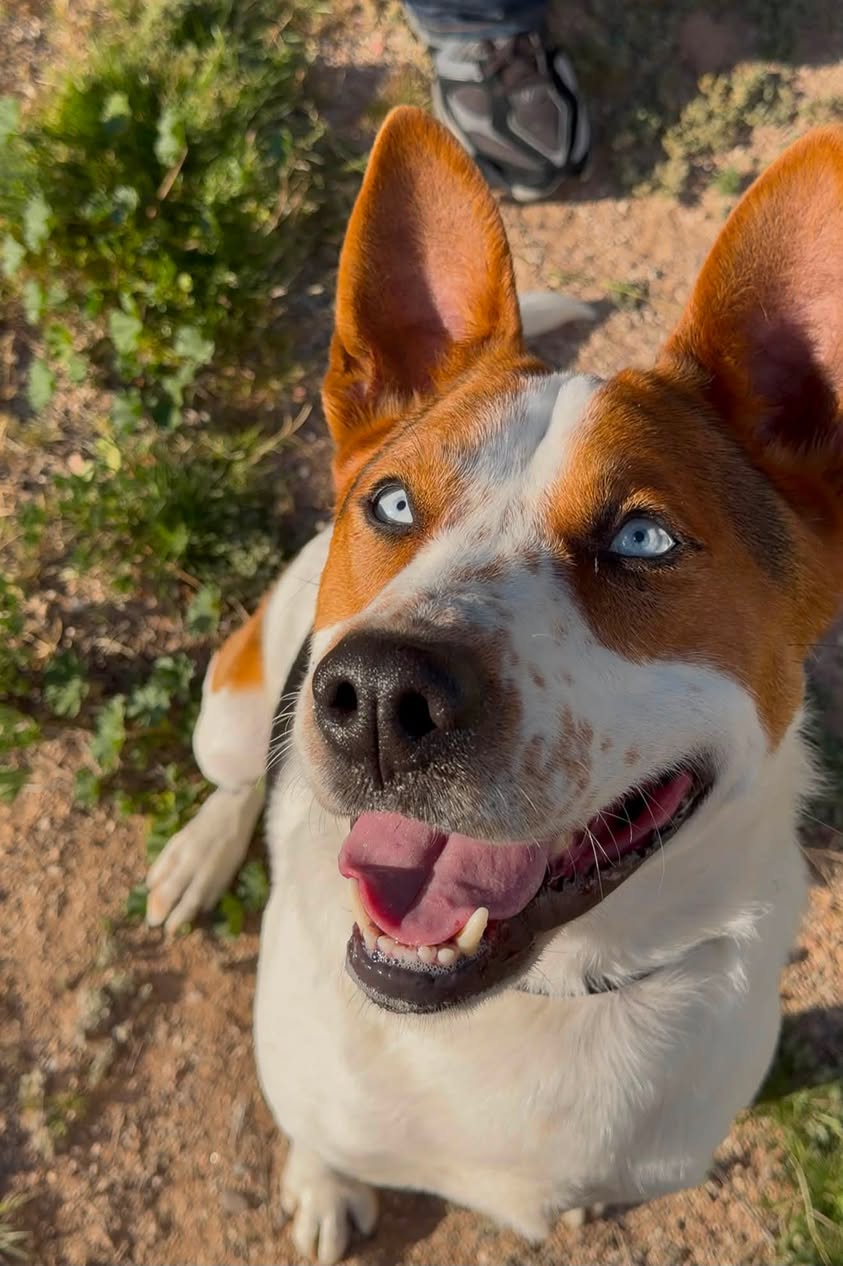 Dog reported missing in Tucson, AZ