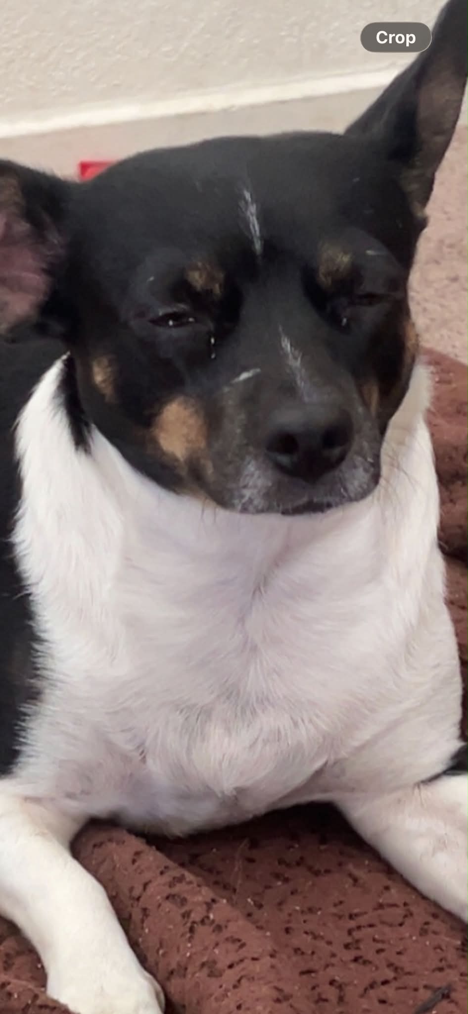 Dog reported missing in Stockton, CA