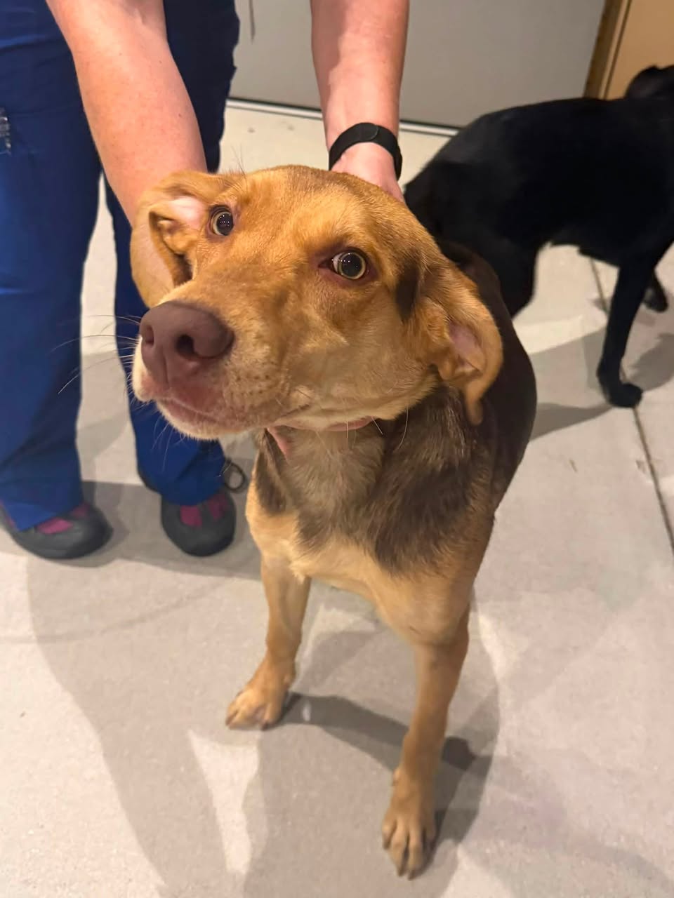 Dog reported missing in Baton Rouge, LA