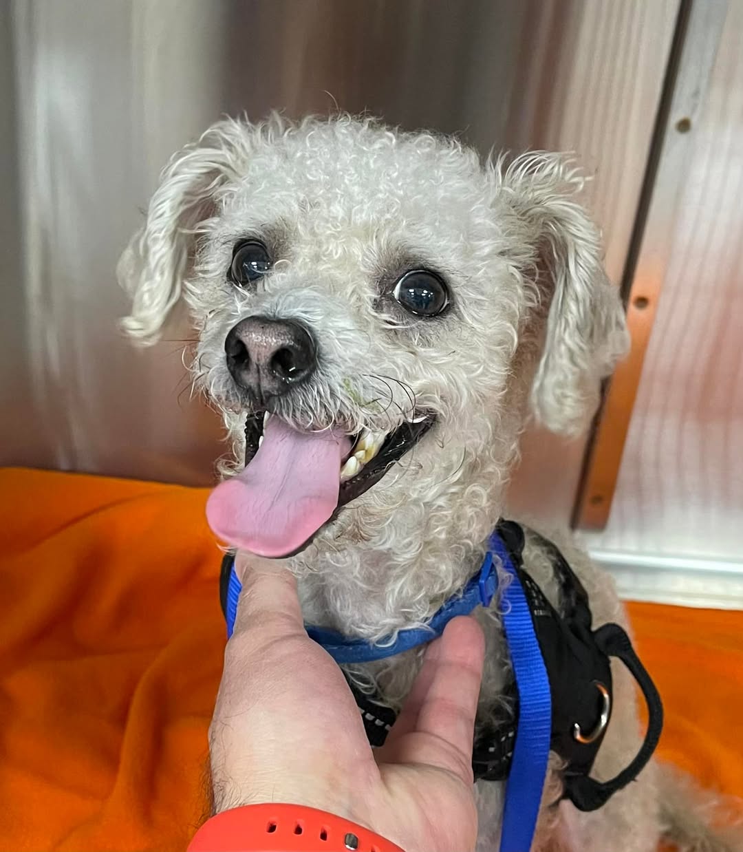 Dog reported found or sighted in Orlando, FL