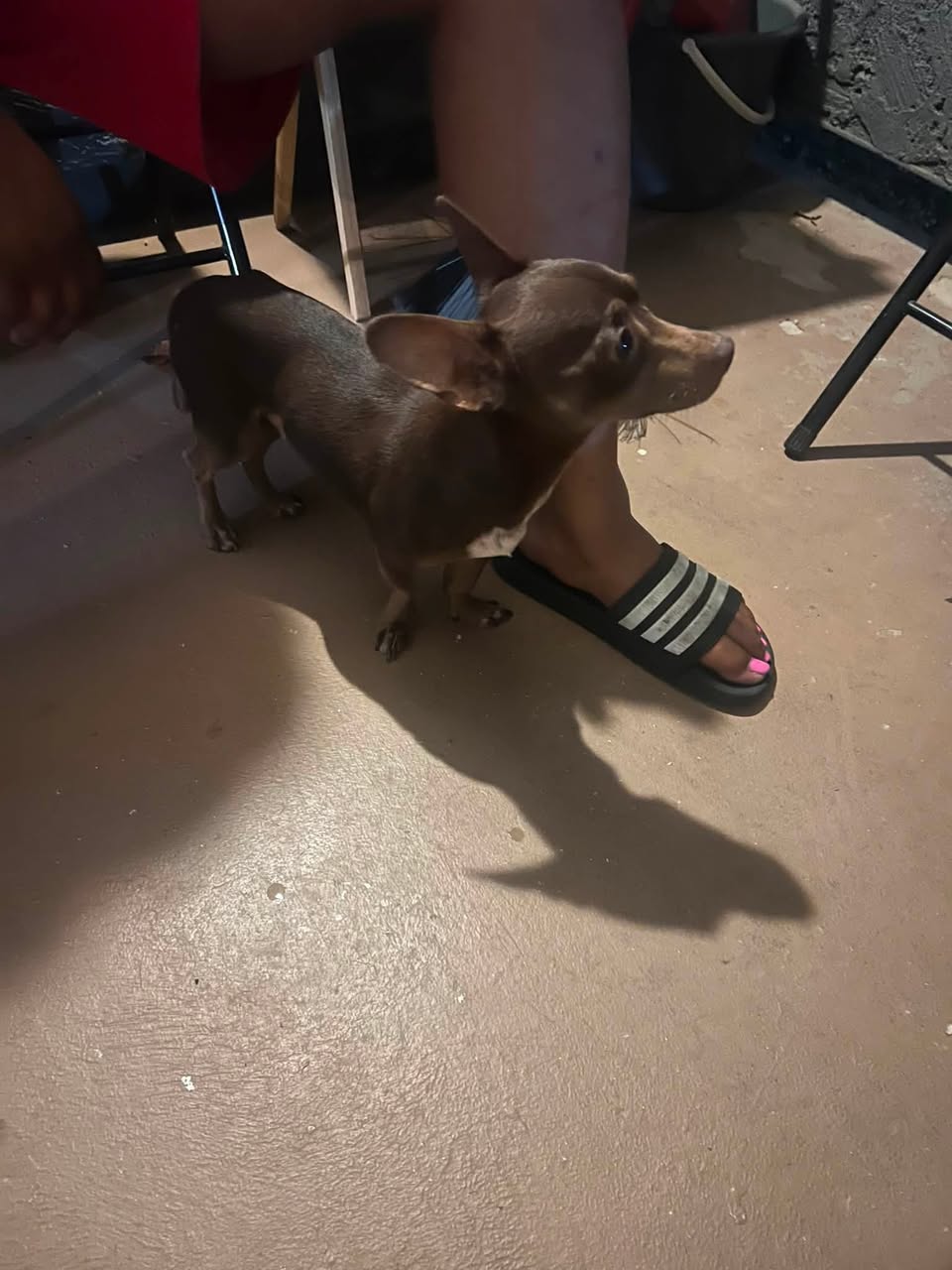 Dog reported found or sighted in Glendale, AZ