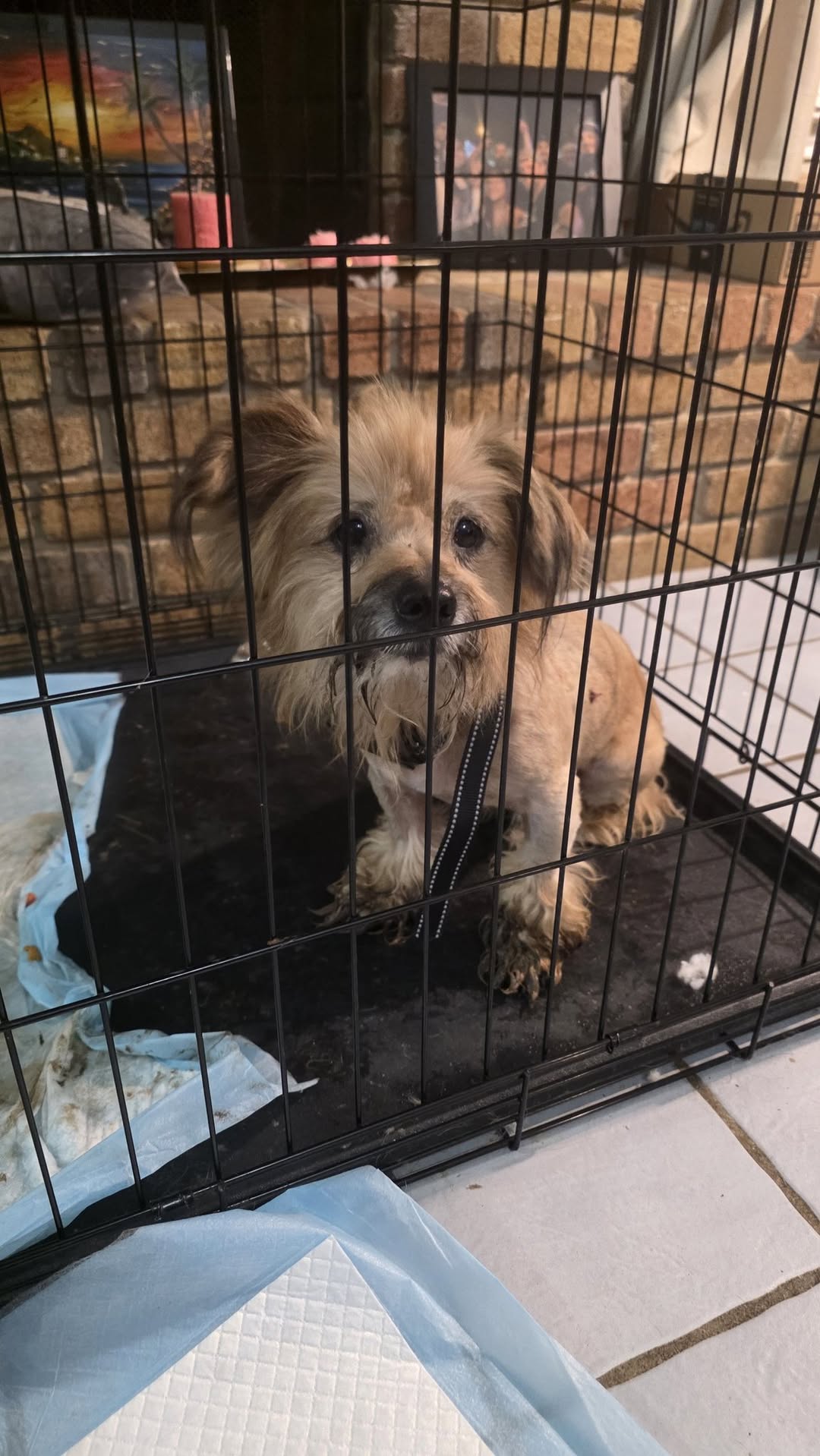 Dog reported found or sighted in San Antonio, TX