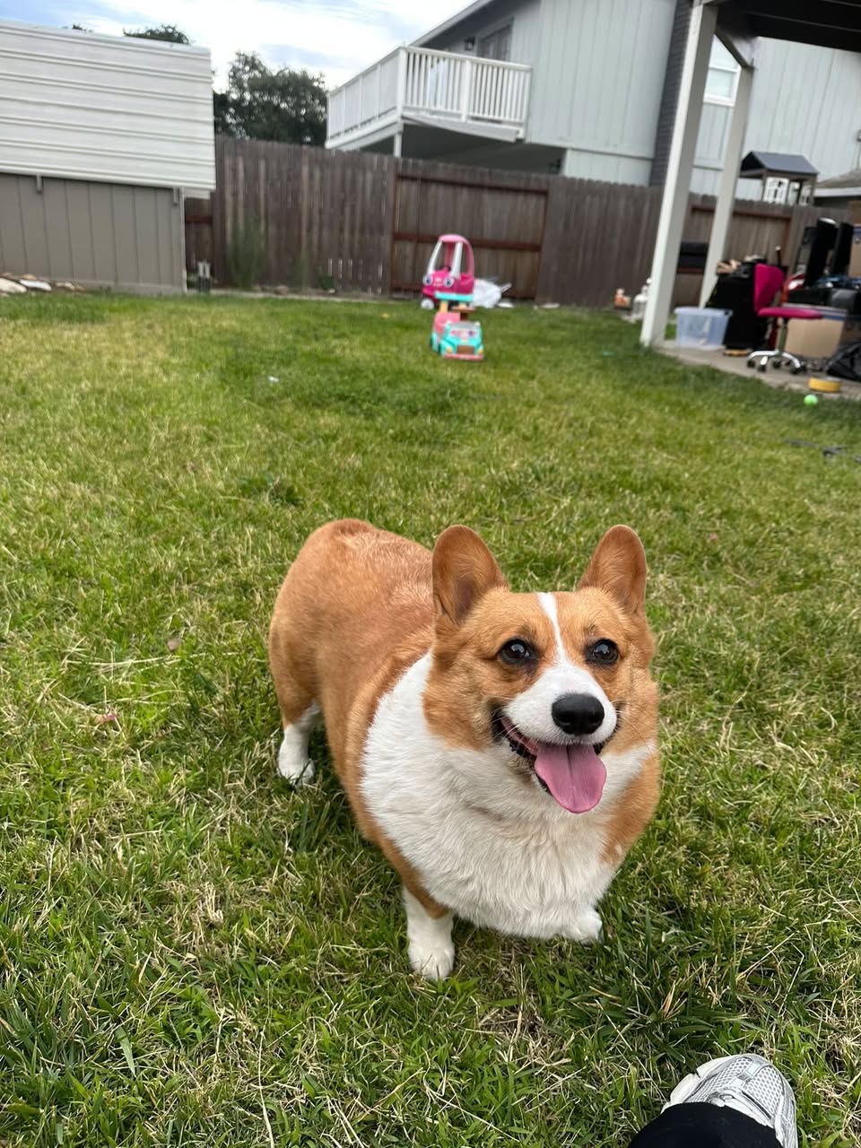 Dog reported found or sighted in Stockton, CA