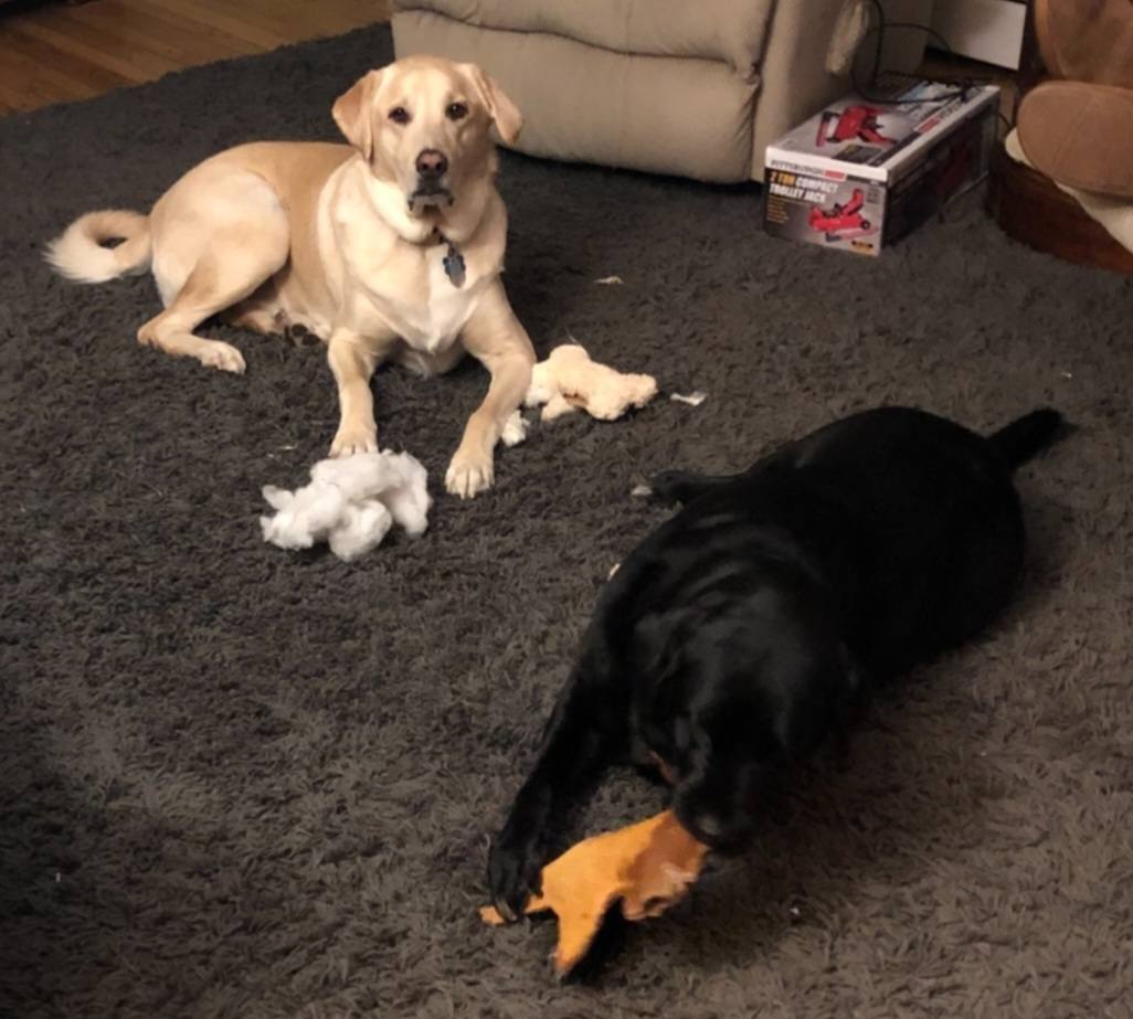Dog reported found or sighted in Newark, NJ