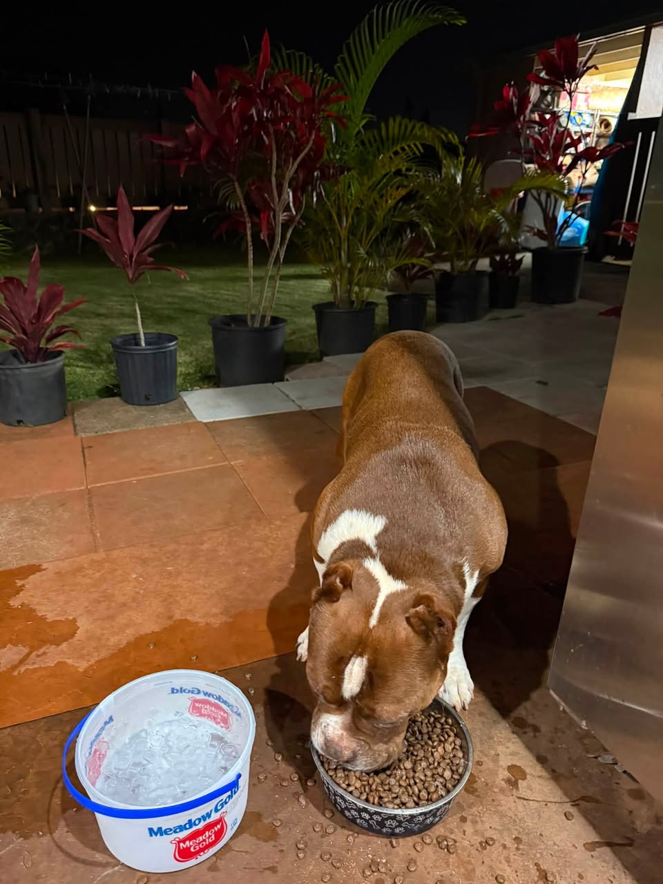 COCO reported missing in Honolulu, HI