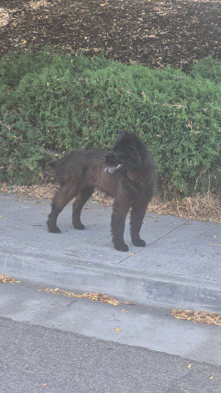 Dog reported found or sighted in San Jose, CA
