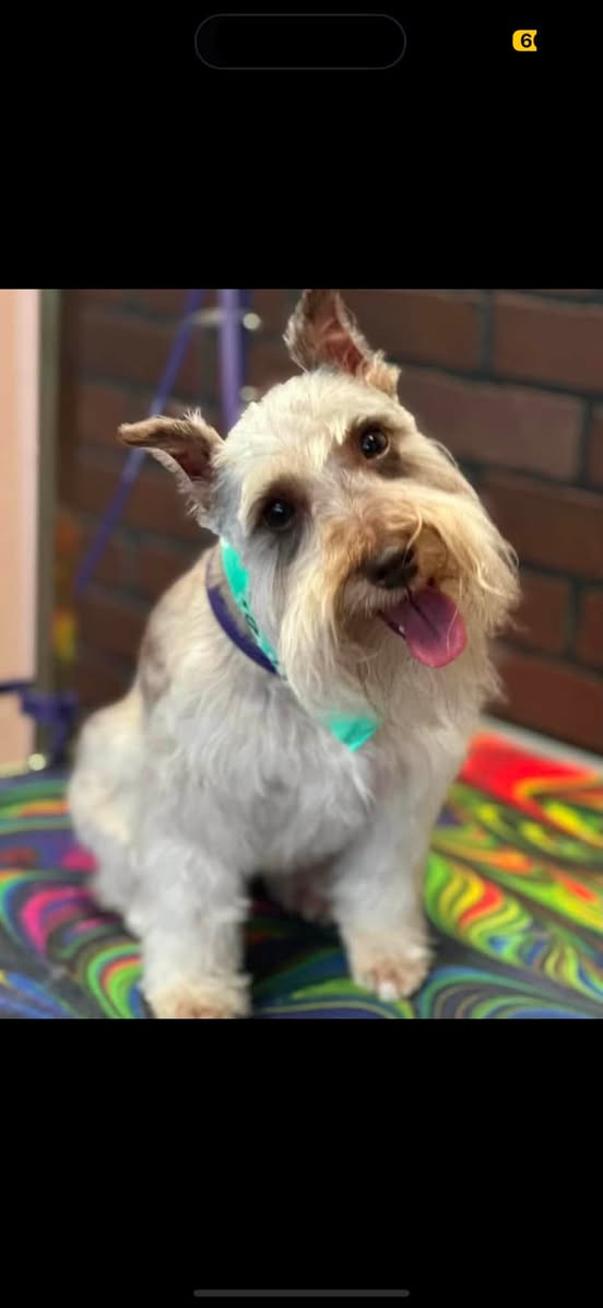 Dog reported missing in Irving, TX
