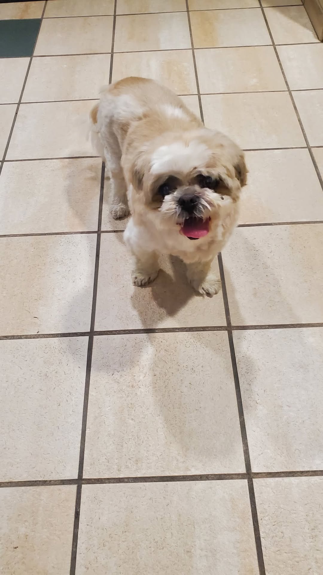 Dog reported found or sighted in Milwaukee, WI