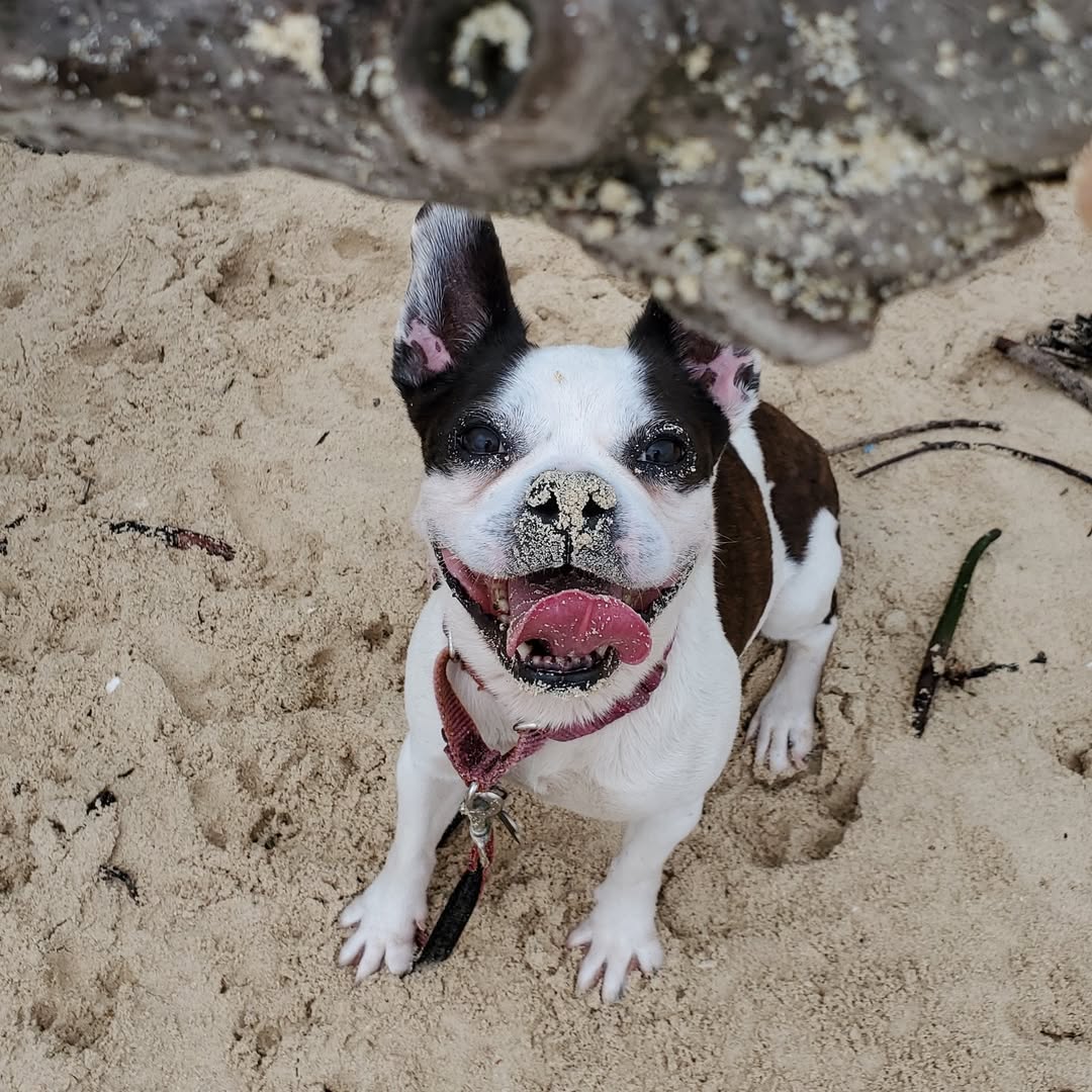 Dog reported missing in Honolulu, HI