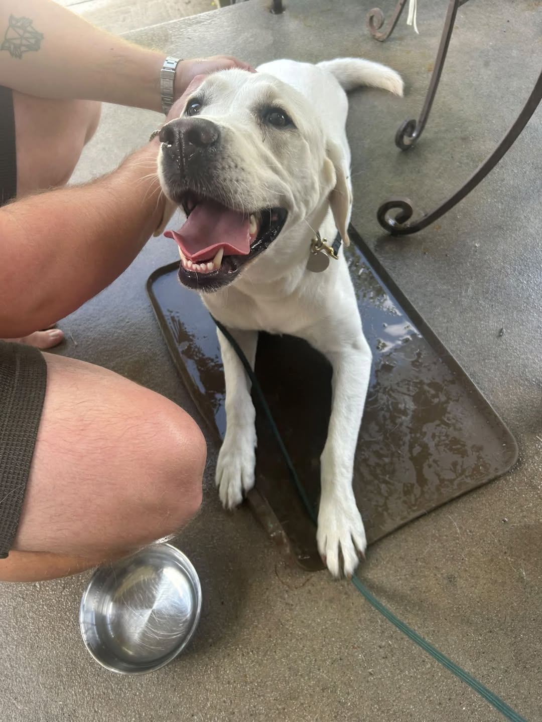 Dog reported found or sighted in Nashville, TN