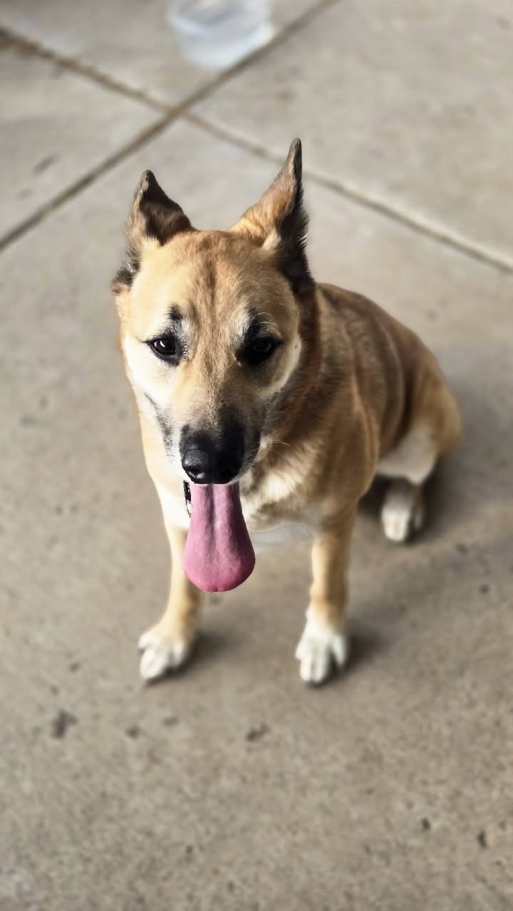 Dog reported found or sighted in Reno, NV