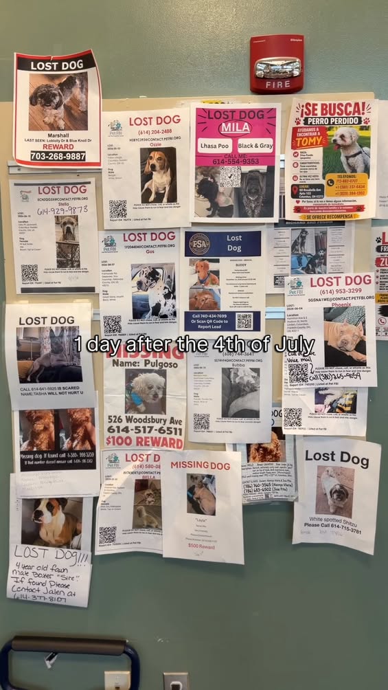 Dog reported missing in Columbus, OH