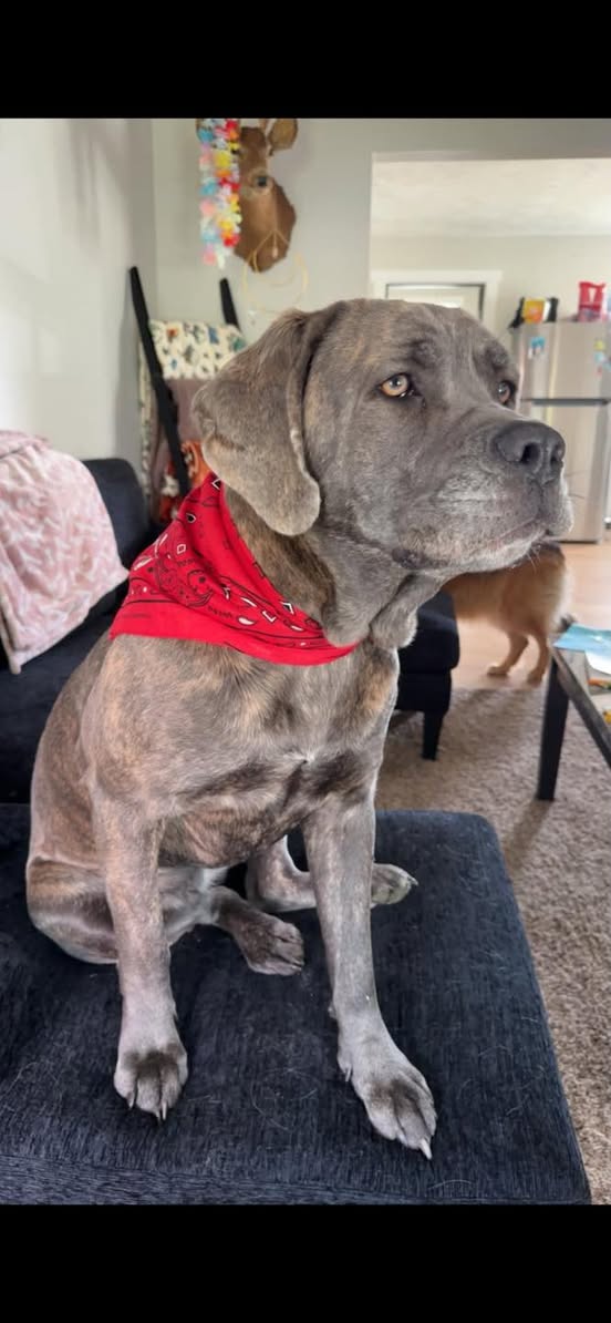 Nova reported missing in Pittsburgh, PA