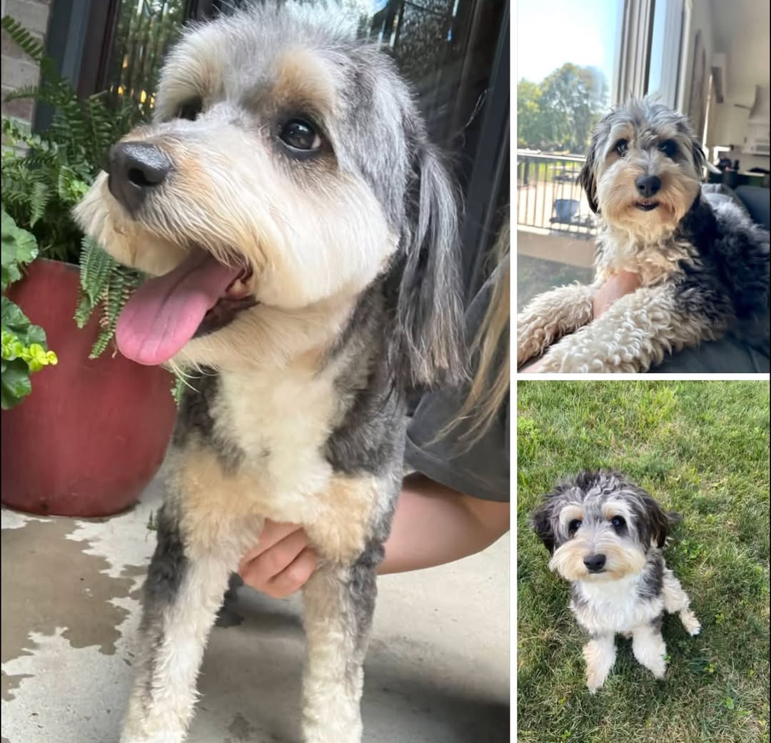 Birdie reported found or sighted in Lincoln, NE