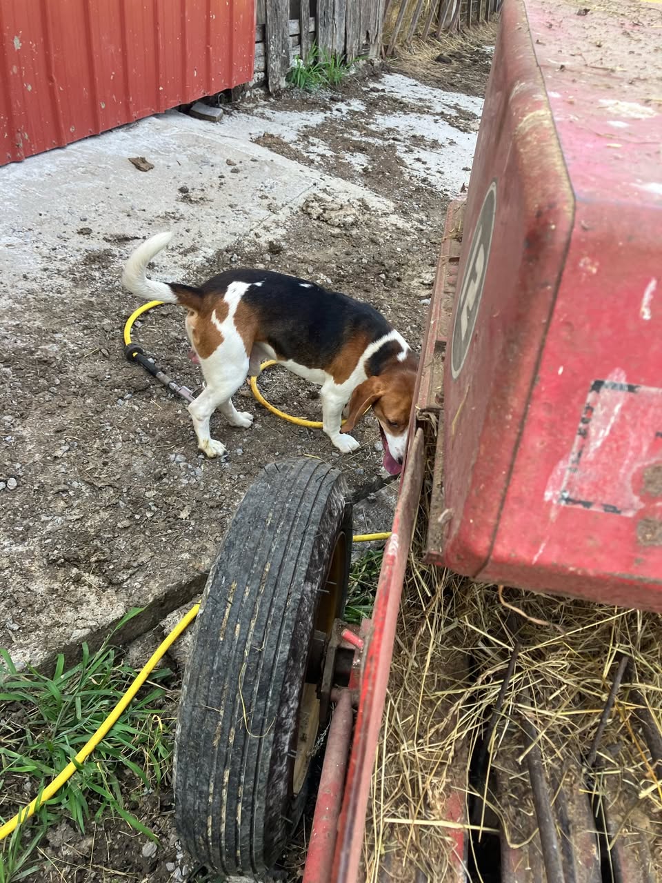 Dog reported found or sighted in Lexington, KY