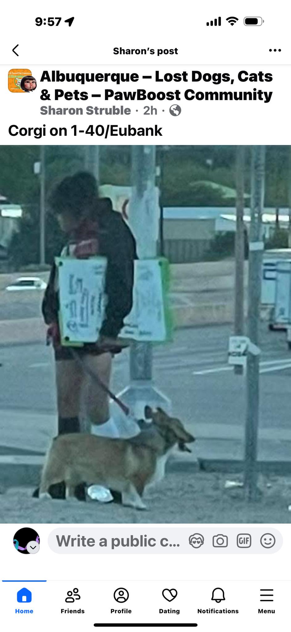 Dog reported missing in Albuquerque, NM