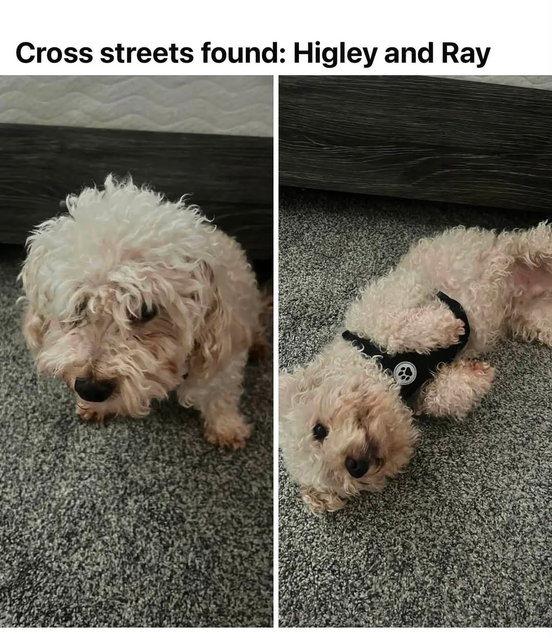 Dog reported found or sighted in Gilbert, AZ