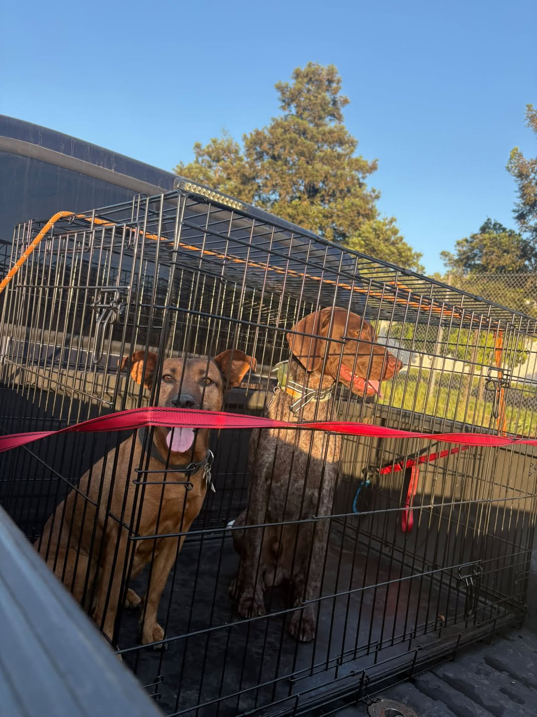 Dog reported found or sighted in Stockton, CA