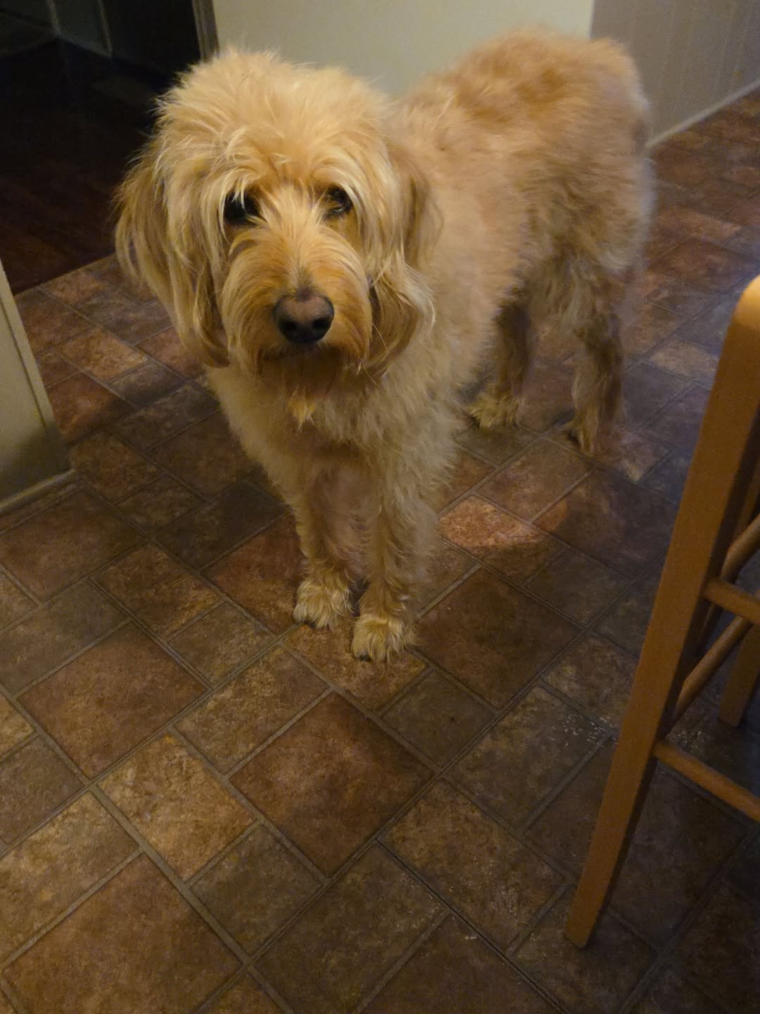 Dog reported missing in Winston-Salem, NC