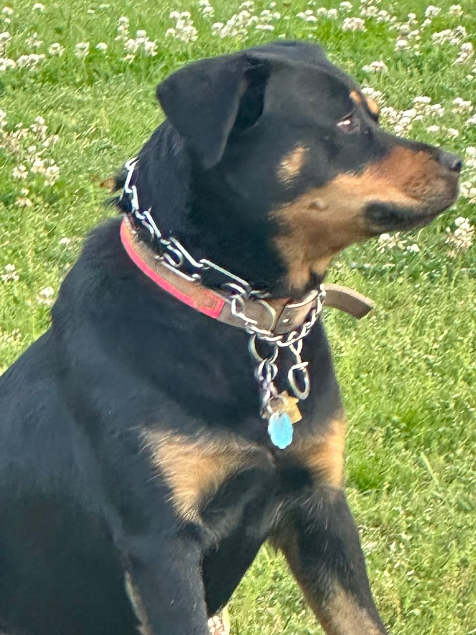 Dog reported missing in Tulsa, OK