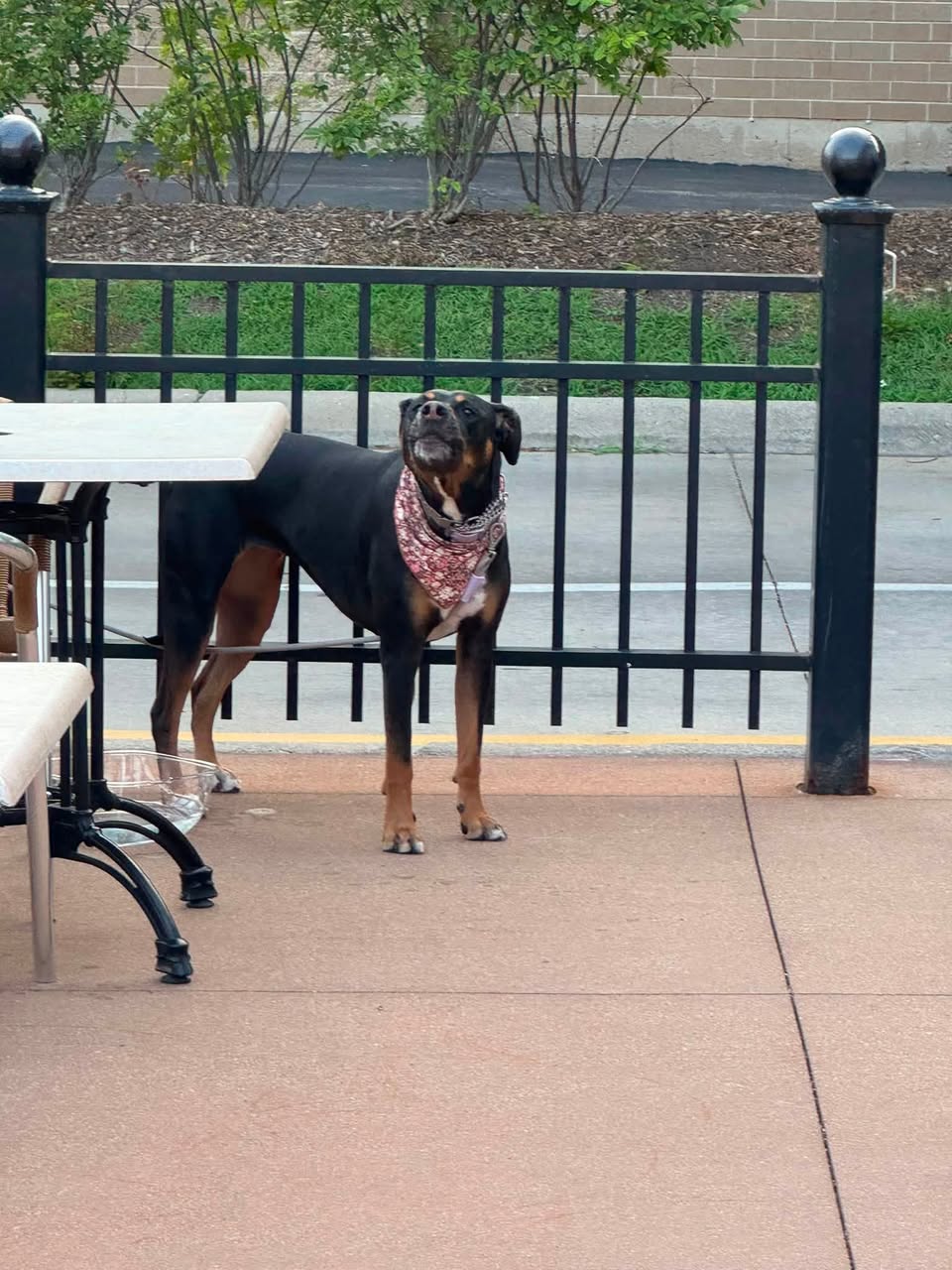Dog reported found or sighted in Chicago, IL